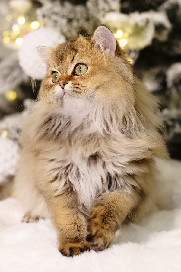 Dior | Scottish Straight Longhair Kitten