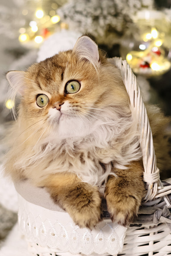 Dior | Scottish Straight Longhair Kitten