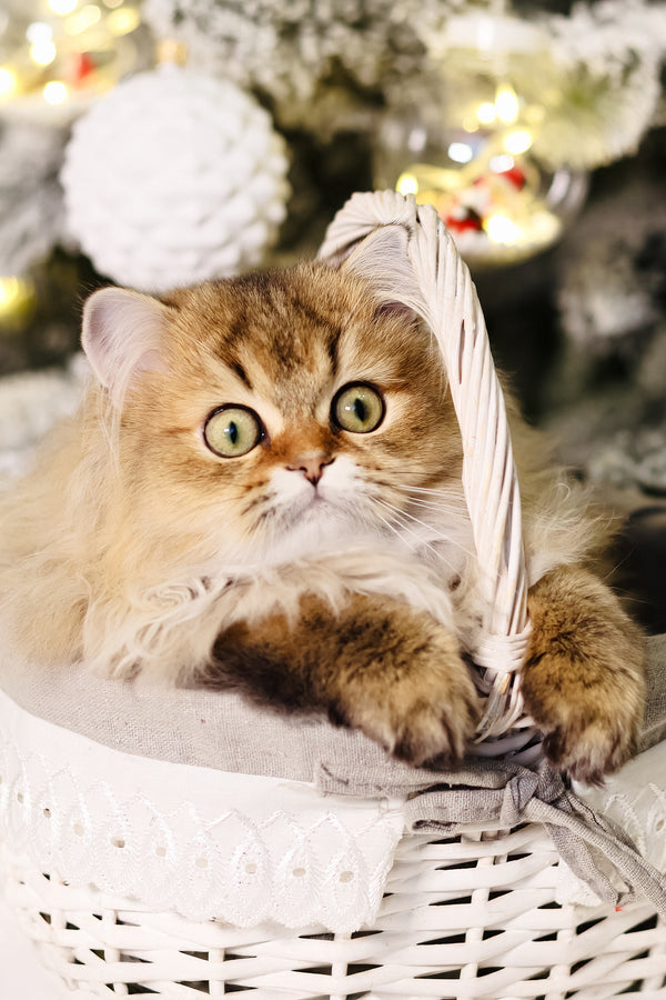 Dior | Scottish Straight Longhair Kitten