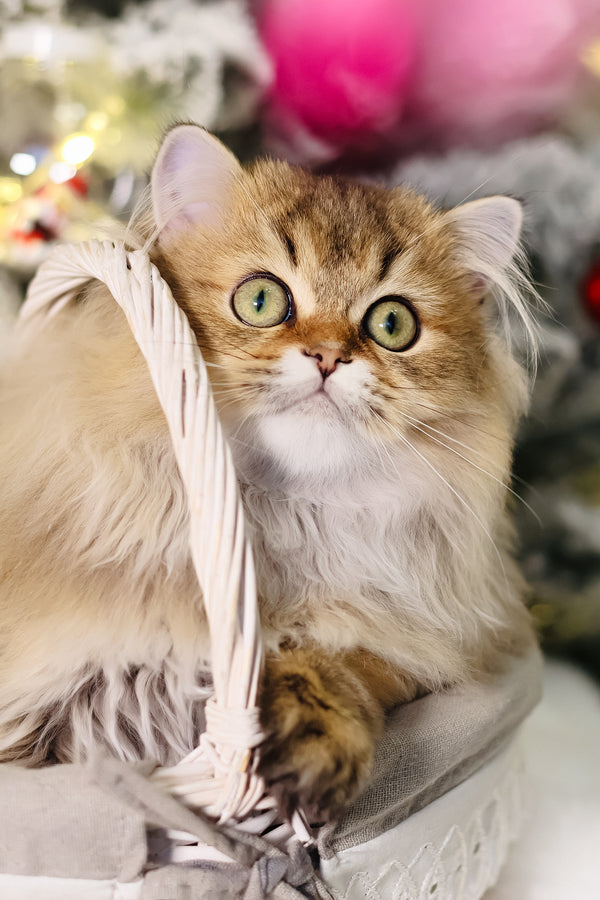 Dior | Scottish Straight Longhair Kitten