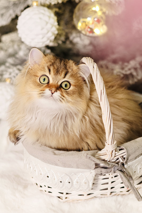 Dior | Scottish Straight Longhair Kitten