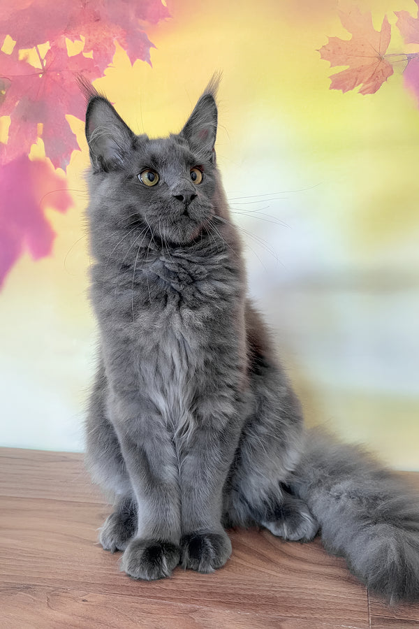 Dior | Maine Coon Kitten