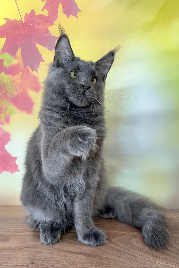 Dior | Maine Coon Kitten