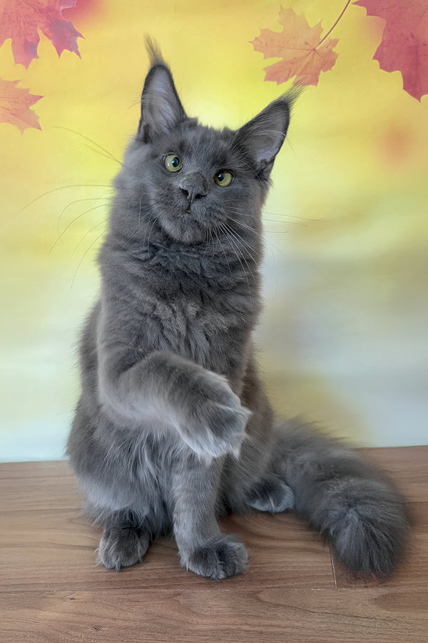 Dior | Maine Coon Kitten