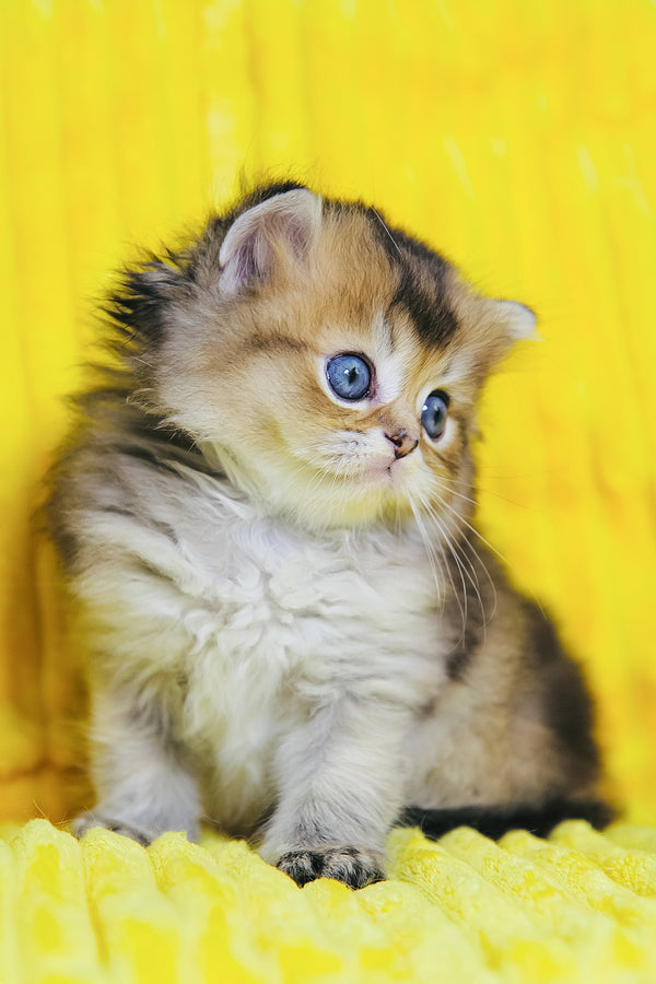 Dior | Scottish Straight Longhair Kitten