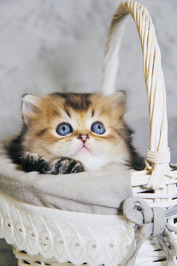 Dior | Scottish Straight Longhair Kitten