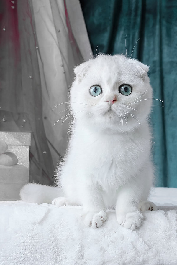 Diva | Scottish Fold Kitten
