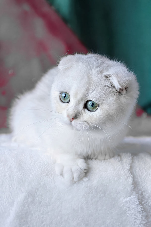 Diva | Scottish Fold Kitten