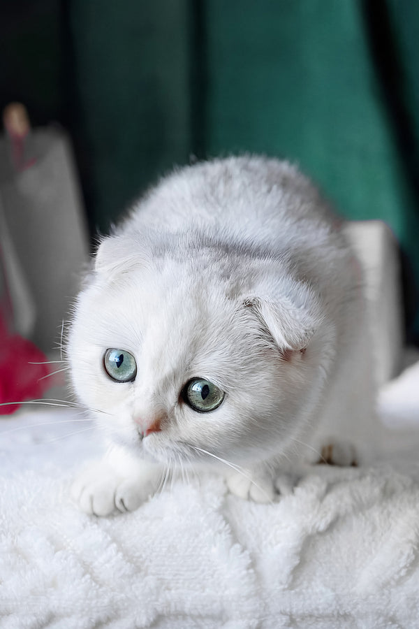 Diva | Scottish Fold Kitten