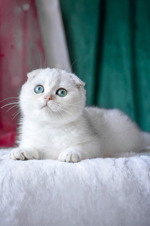 Diva | Scottish Fold Kitten