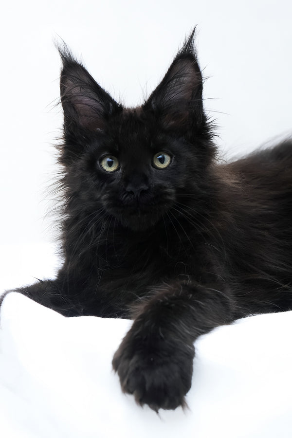 Diva | Polydactyl Maine Coon Kitten