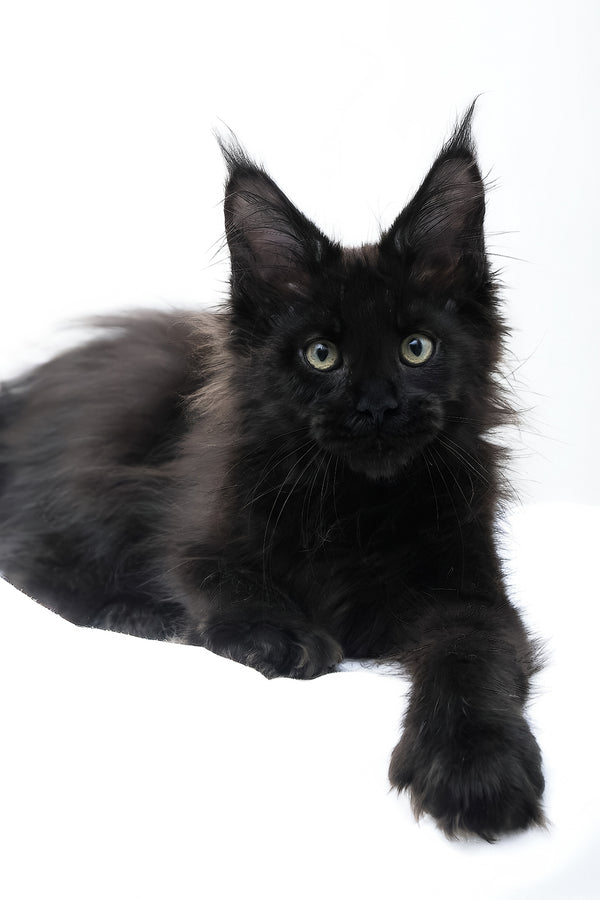 Diva | Polydactyl Maine Coon Kitten