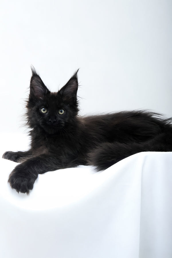 Diva | Polydactyl Maine Coon Kitten