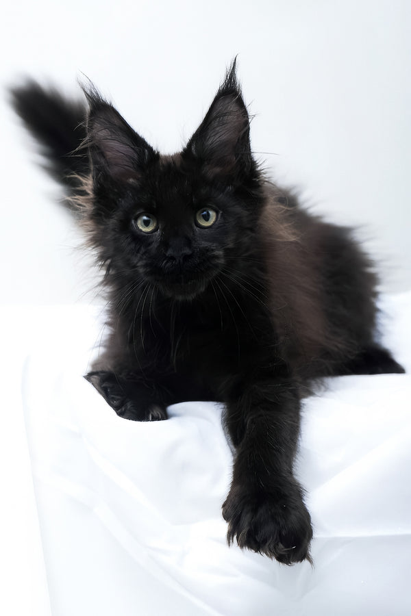 Diva | Polydactyl Maine Coon Kitten