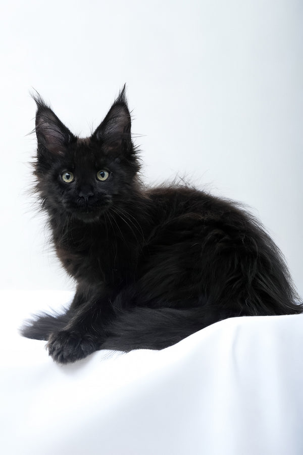 Diva | Polydactyl Maine Coon Kitten