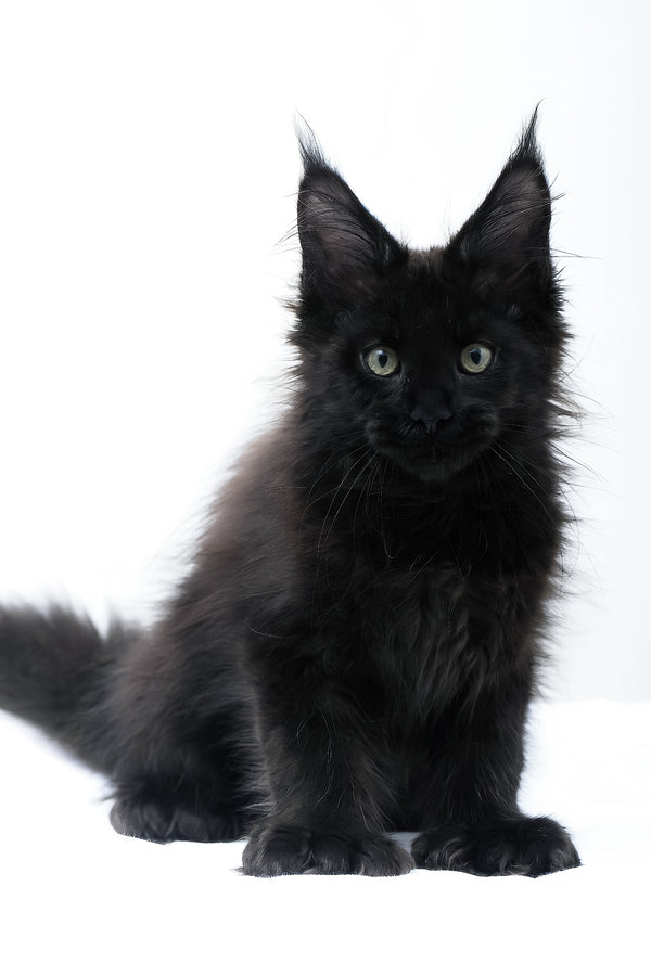 Diva | Polydactyl Maine Coon Kitten