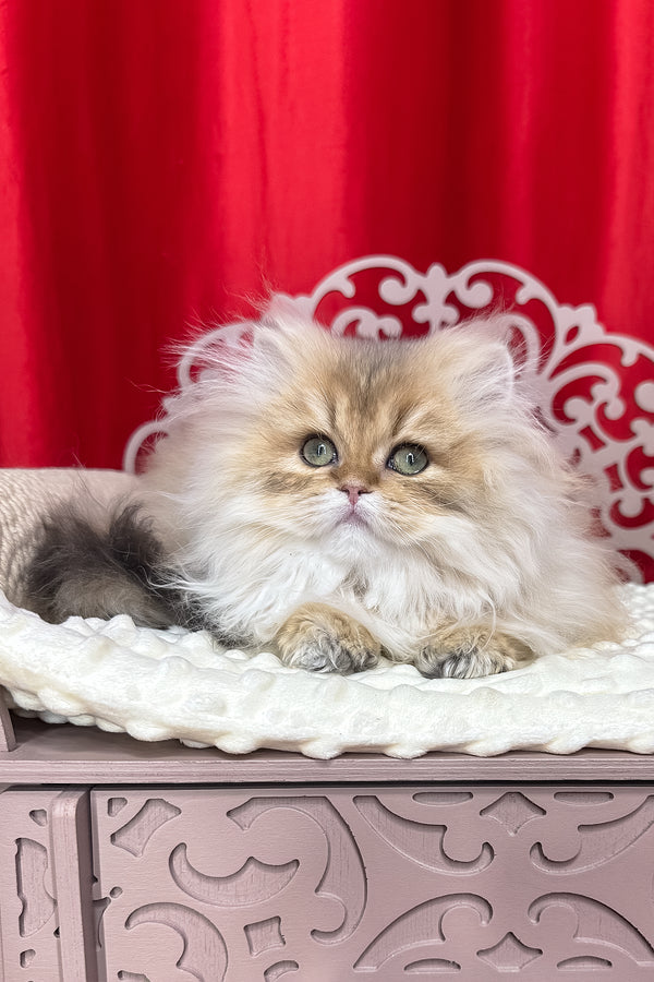 Dive british longhair kitten with fluffy black golden shaded fur and striking green eyes resting on white cushion health guarantee