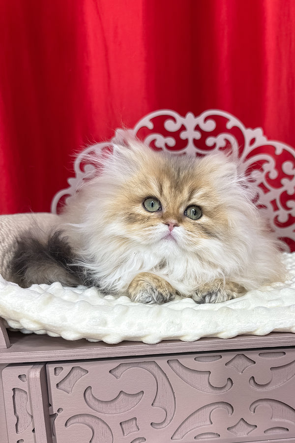 Dadi british longhair kitten with fluffy golden fur and striking green eyes resting on a white cushion health guarantee