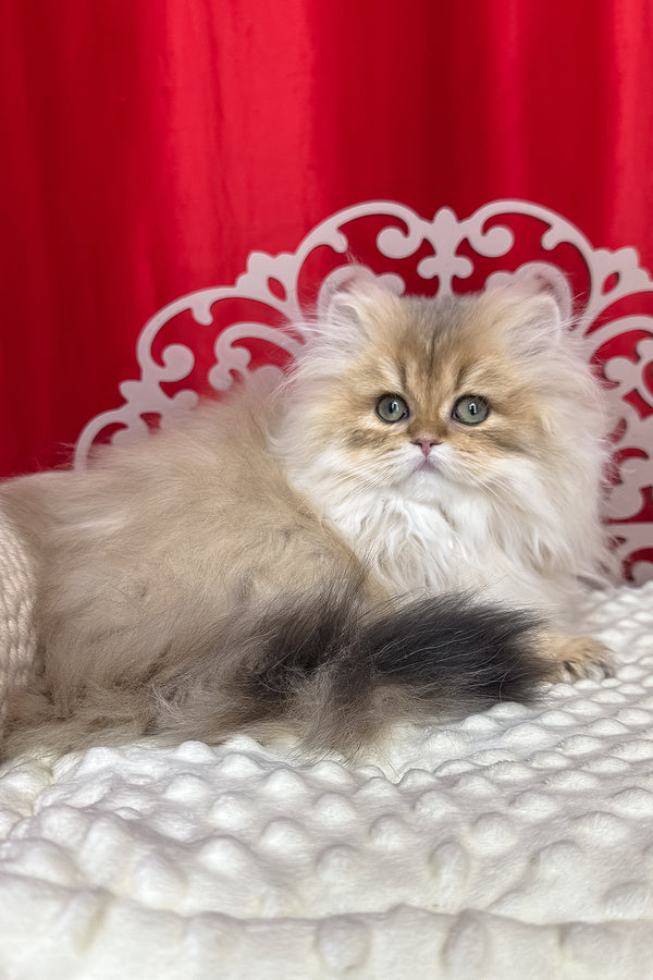 Fluffy british longhair kitten with black golden shaded fur and green eyes resting on white textured surface health guarantee