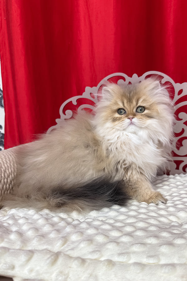 Fluffy british longhair kitten with black golden shaded fur and striking green eyes resting on white cushion with health guarantee
