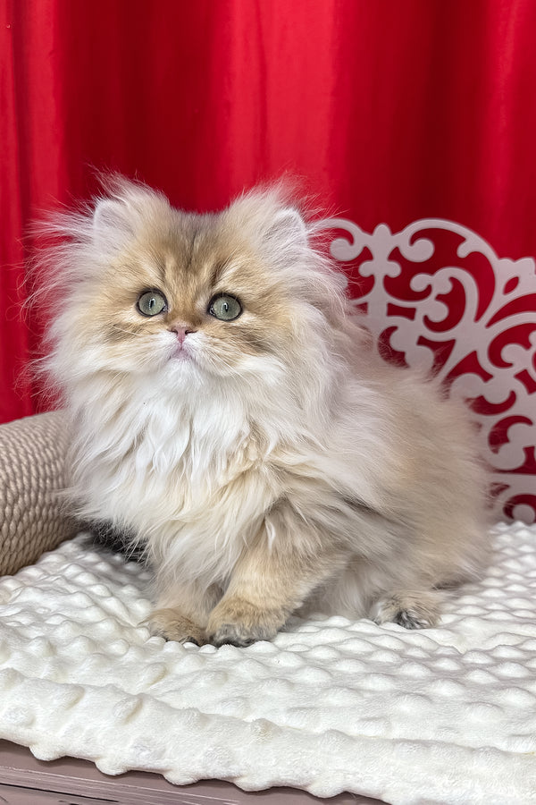 A fluffy british longhair kitten with black golden shaded fur sits on a white textured blanket with health guarantee