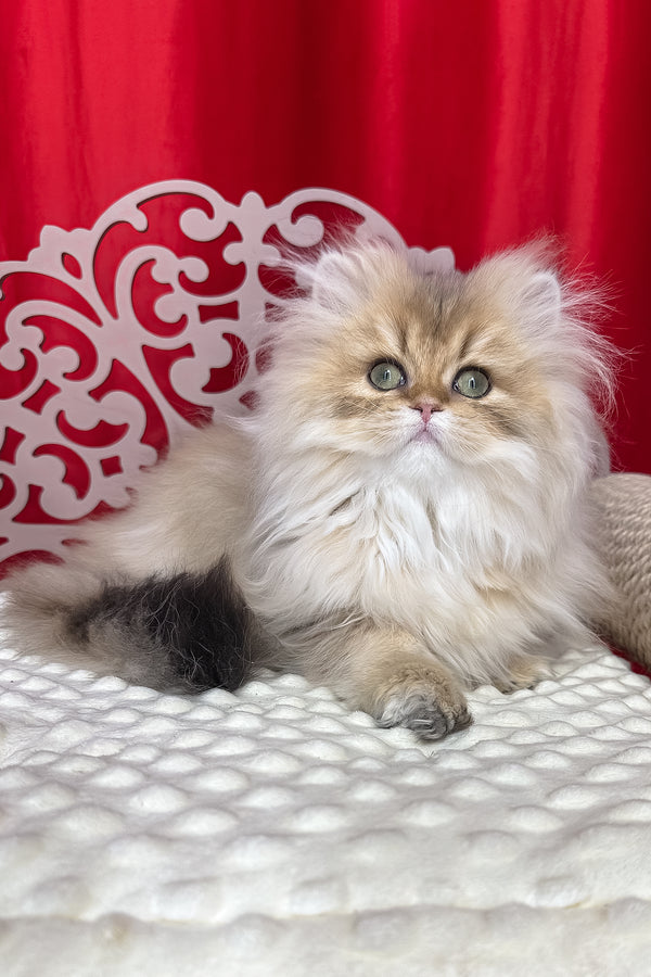 A british longhair kitten with creamy gold and white coat and green eyes sitting on a white textured surface health guarantee