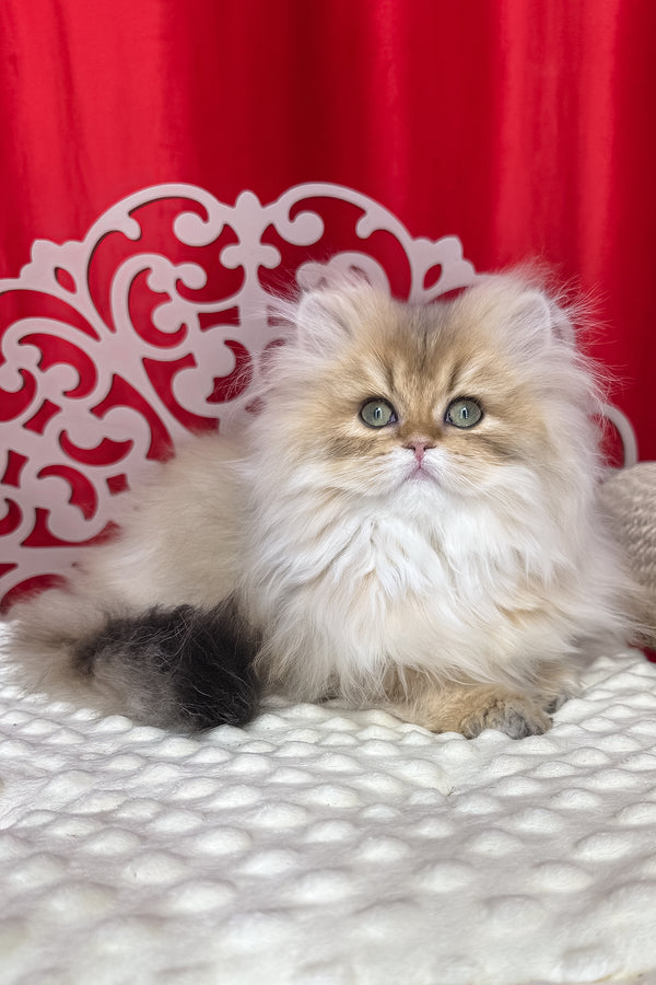 Fluffy cream and black british longhair kitten diva with striking green eyes and health guarantee available