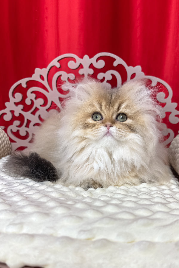 Diva british longhair kitten with black golden shaded cream fur and green eyes resting on a white textured surface health guarantee