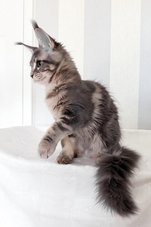 Dixie | Maine Coon Kitten