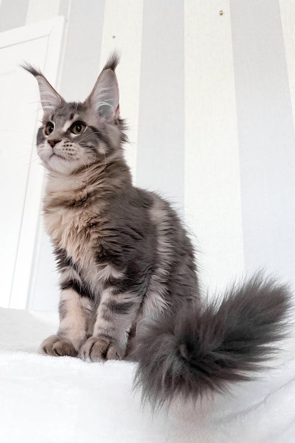 Dixie | Maine Coon Kitten