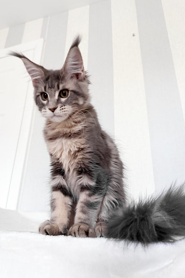 Dixie | Maine Coon Kitten