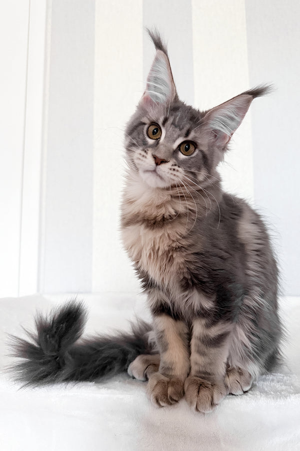 Dixie | Maine Coon Kitten