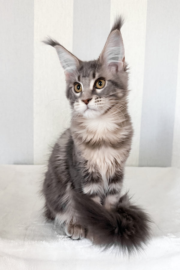 Dixie | Maine Coon Kitten