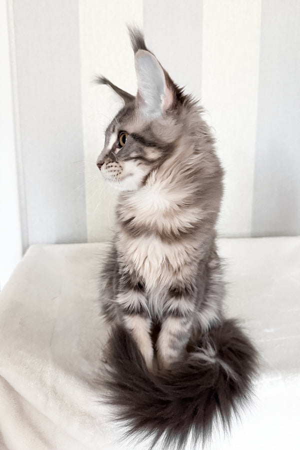 Dixie | Maine Coon Kitten