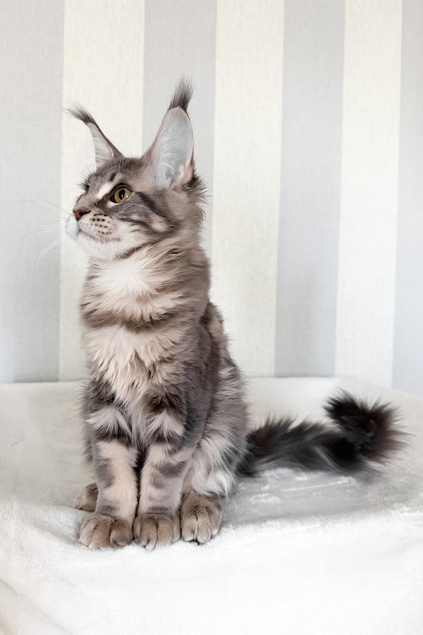 Dixie | Maine Coon Kitten