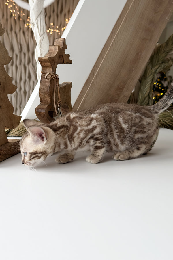 Dixon | Bengal Kitten