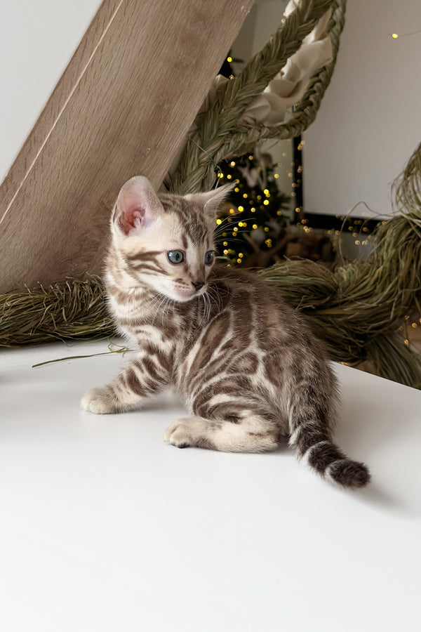 Dixon | Bengal Kitten