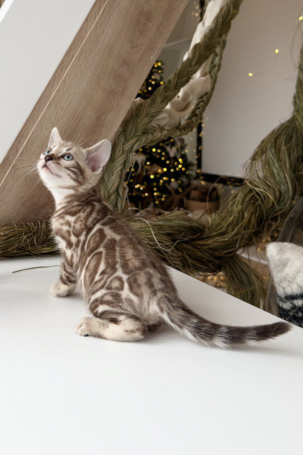 Dixon | Bengal Kitten