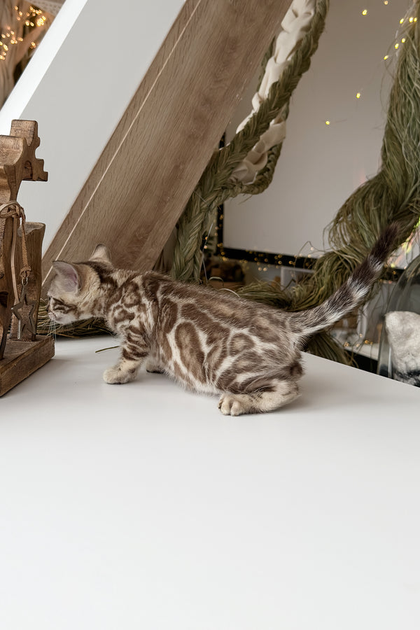 Dixon | Bengal Kitten