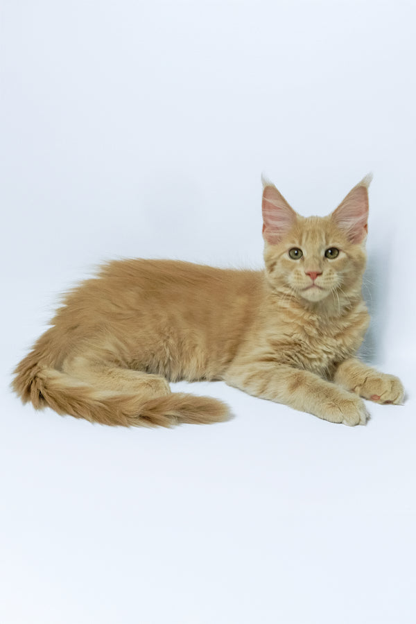 Dobby | Maine Coon Kitten