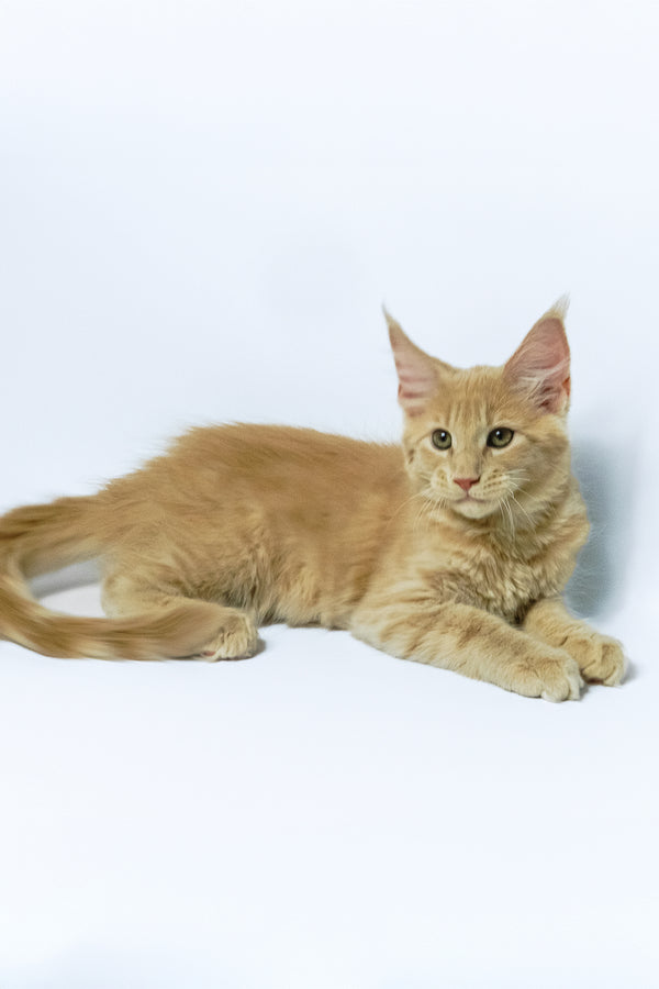 Dobby | Maine Coon Kitten