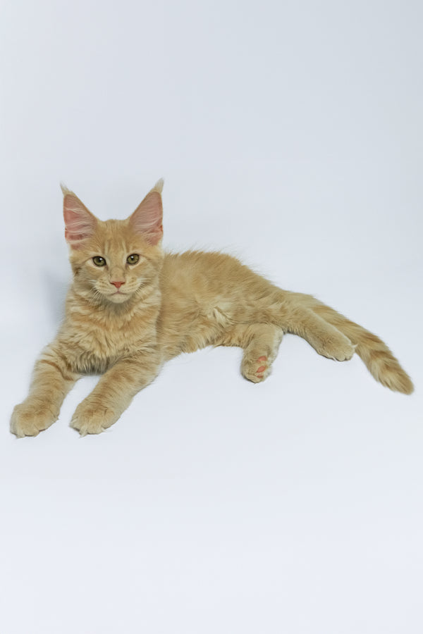 Dobby | Maine Coon Kitten