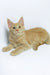 Dobby | Maine Coon Kitten