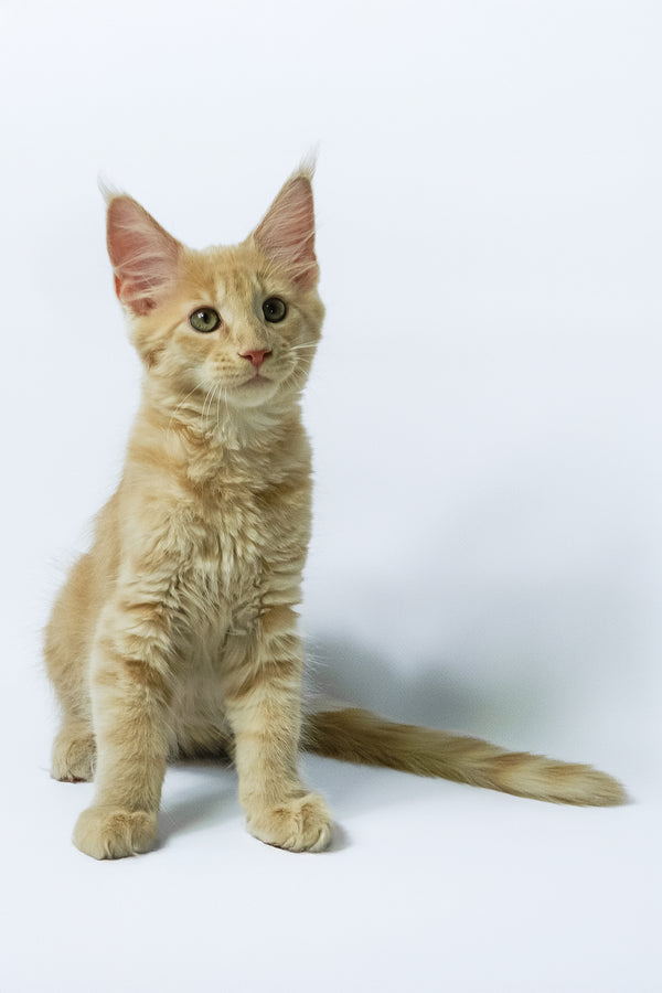 Dobby | Maine Coon Kitten