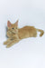 Dobby | Maine Coon Kitten