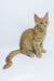 Dobby | Maine Coon Kitten