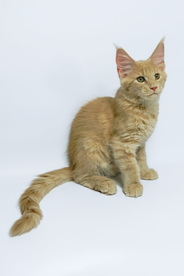 Dobby | Maine Coon Kitten