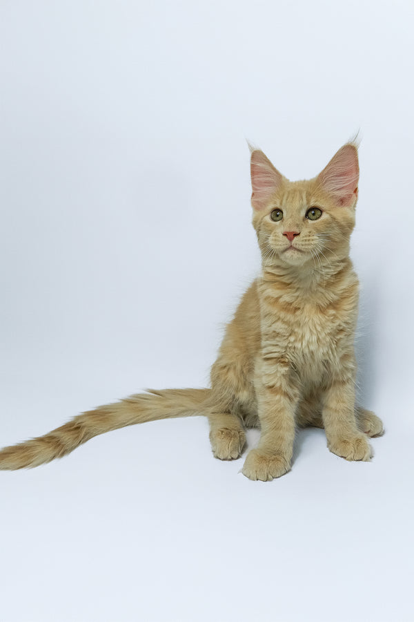 Dobby | Maine Coon Kitten