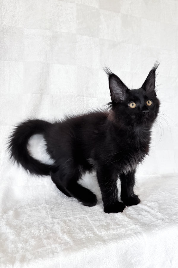 Doc | Maine Coon Kitten