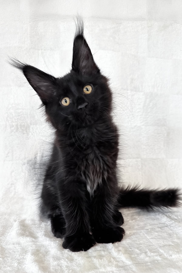 Doc | Maine Coon Kitten